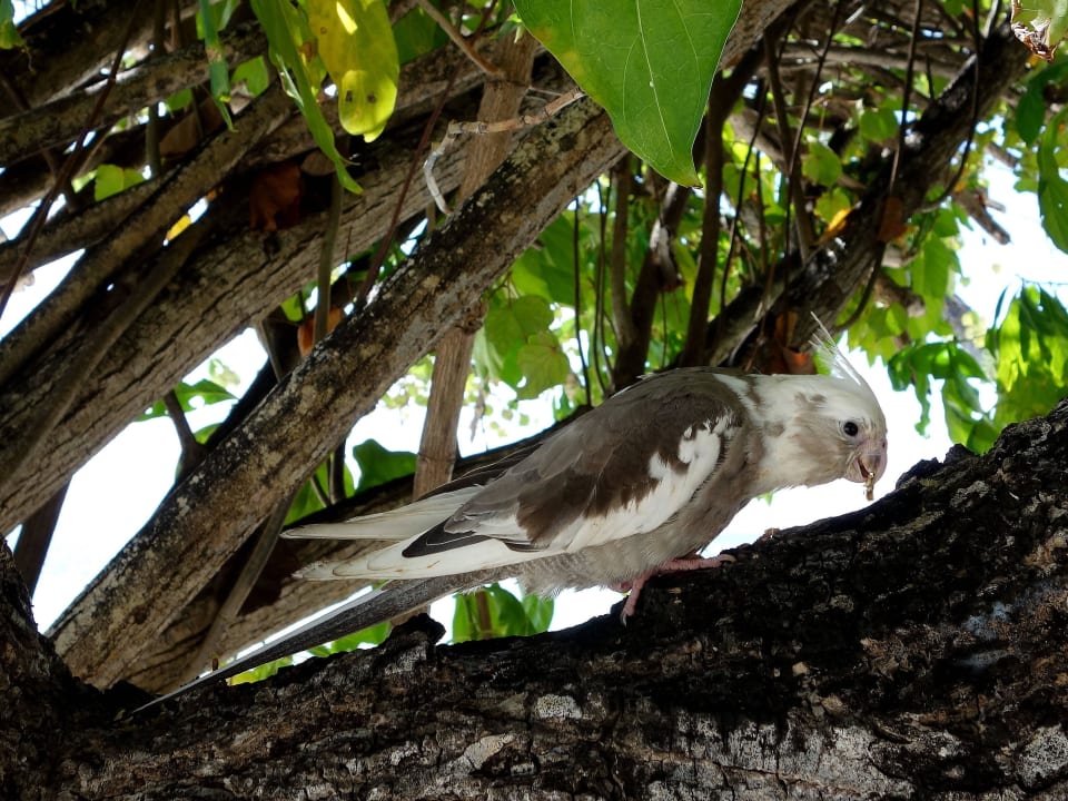 Inselbewohner Diamonds Thudufushi