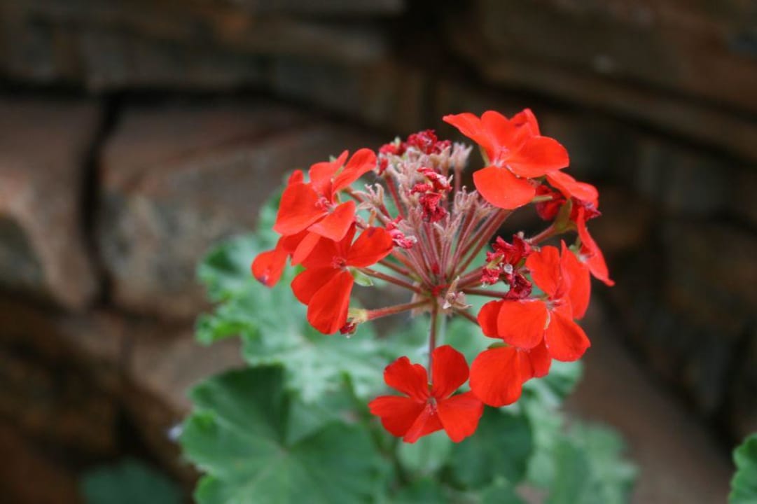 im Garten Elounda Residence Resort & Waterpark