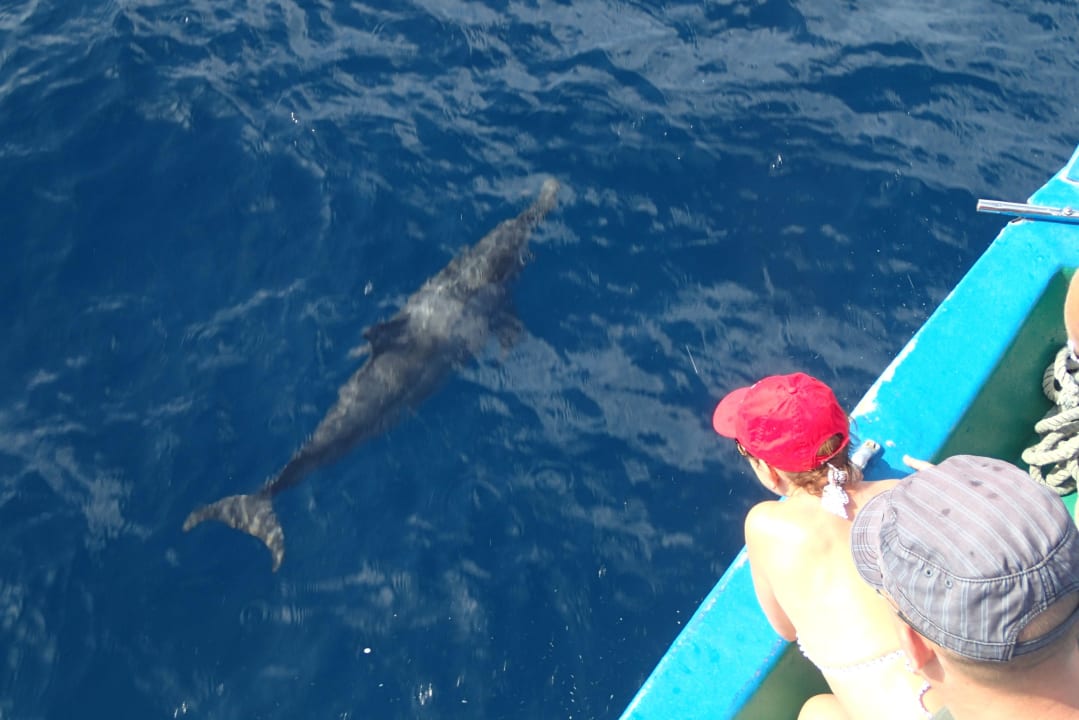 Delphin vom Tauchboot aus Filitheyo Island Resort