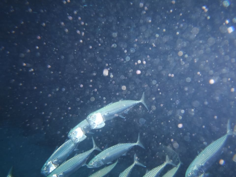 Strand Malikia Resort Abu Dabbab