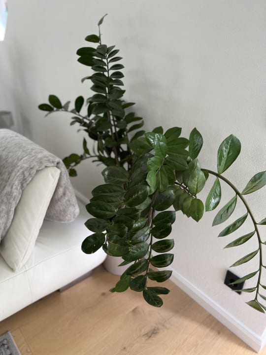 Sonstiges Villa Florentina