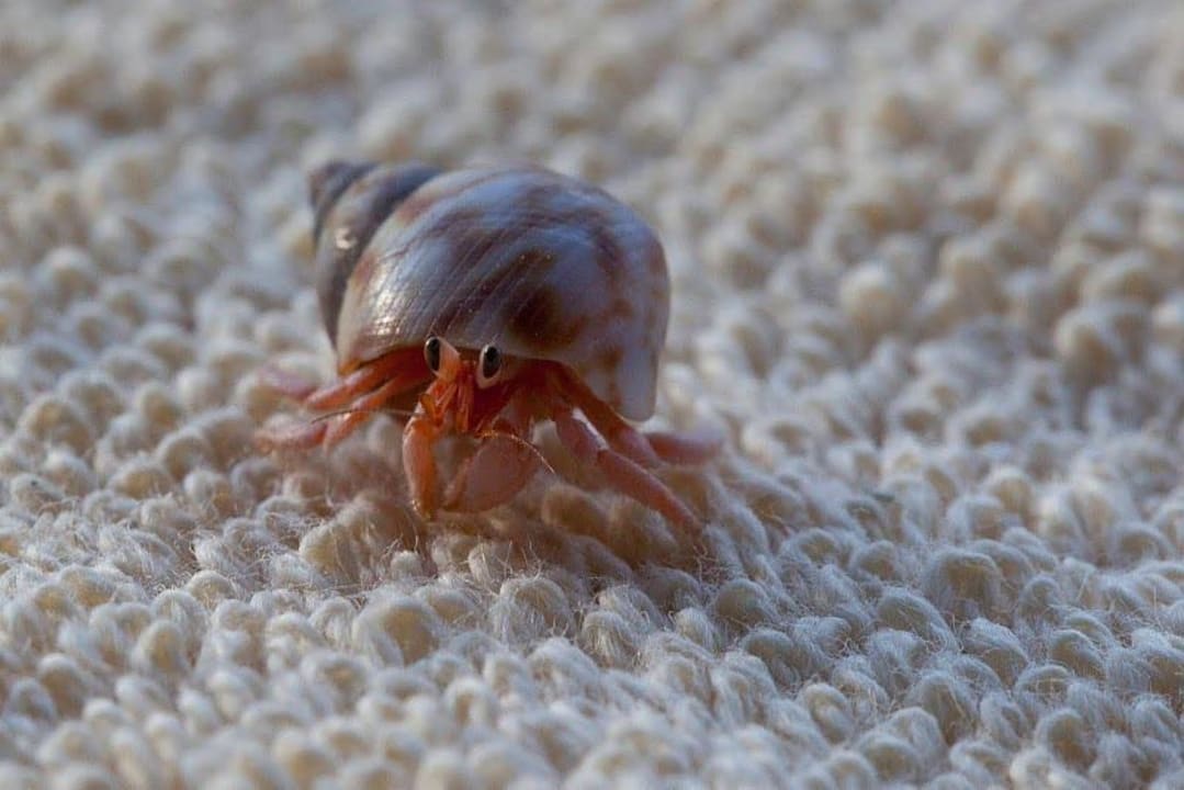 Einsiedlerkrebs Baros Maldives Resort