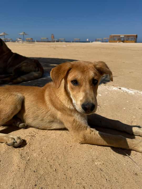 Sonstiges Beach Safari Nubian Resort
