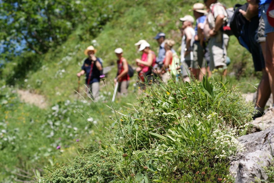 Gemeinsame Almwanderung Superior Wanderhotel Grüner Baum