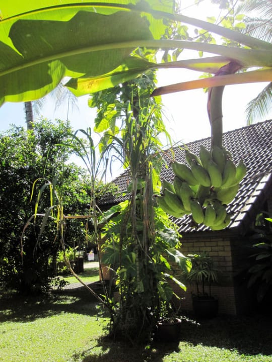 Im Garten des Sita Garden Hotel New Sita Garden