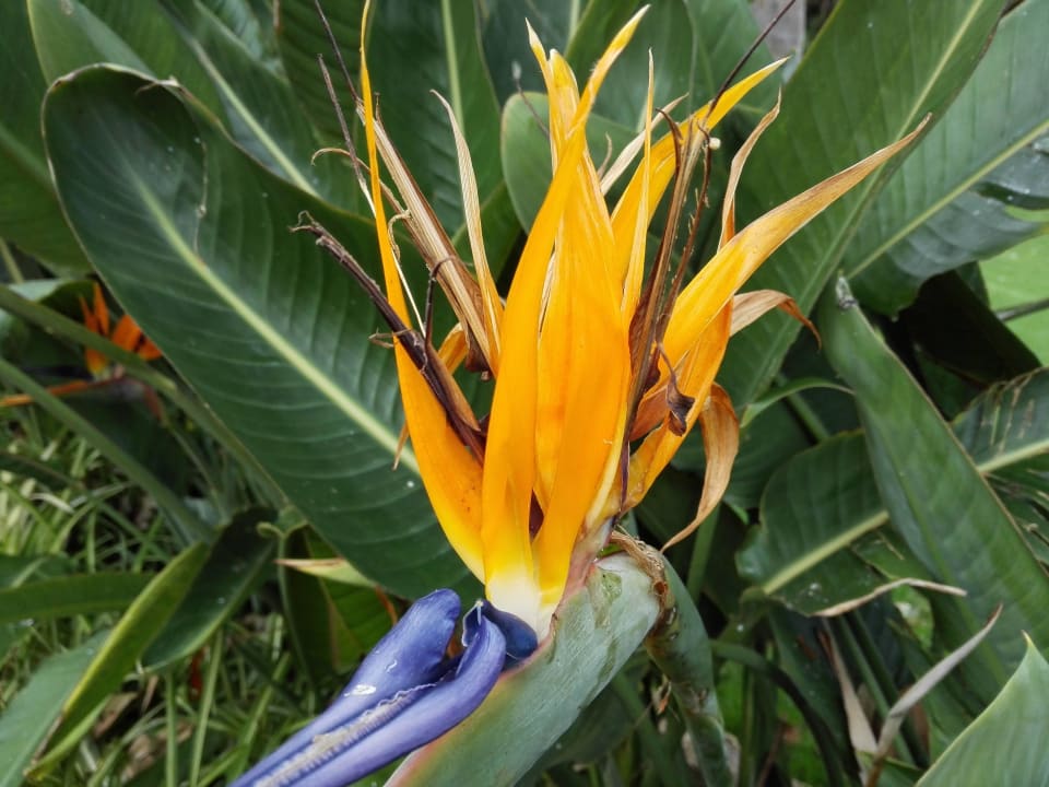 Kwiaty, krzewy itp. BLUESEA Complejo Puerto Resort (Canarife y Bonanza Palace))