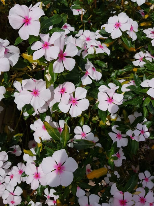 Gartenanlage JAZ Belvedere Resort