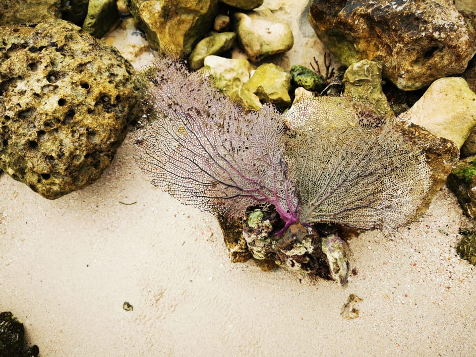 Sonstiges Akumal Bay Beach & Wellness Resort