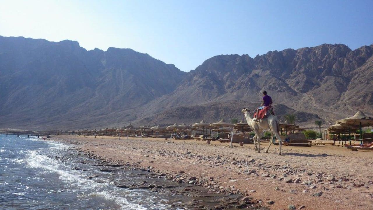 Kamel am Strand Happy Life Village