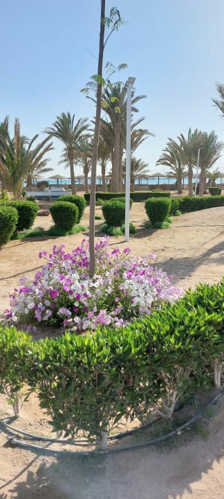 Gartenanlage Club Paradisio El Gouna, Red Sea