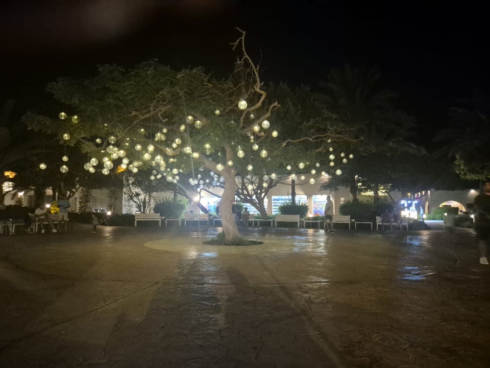 Gartenanlage Desert Rose