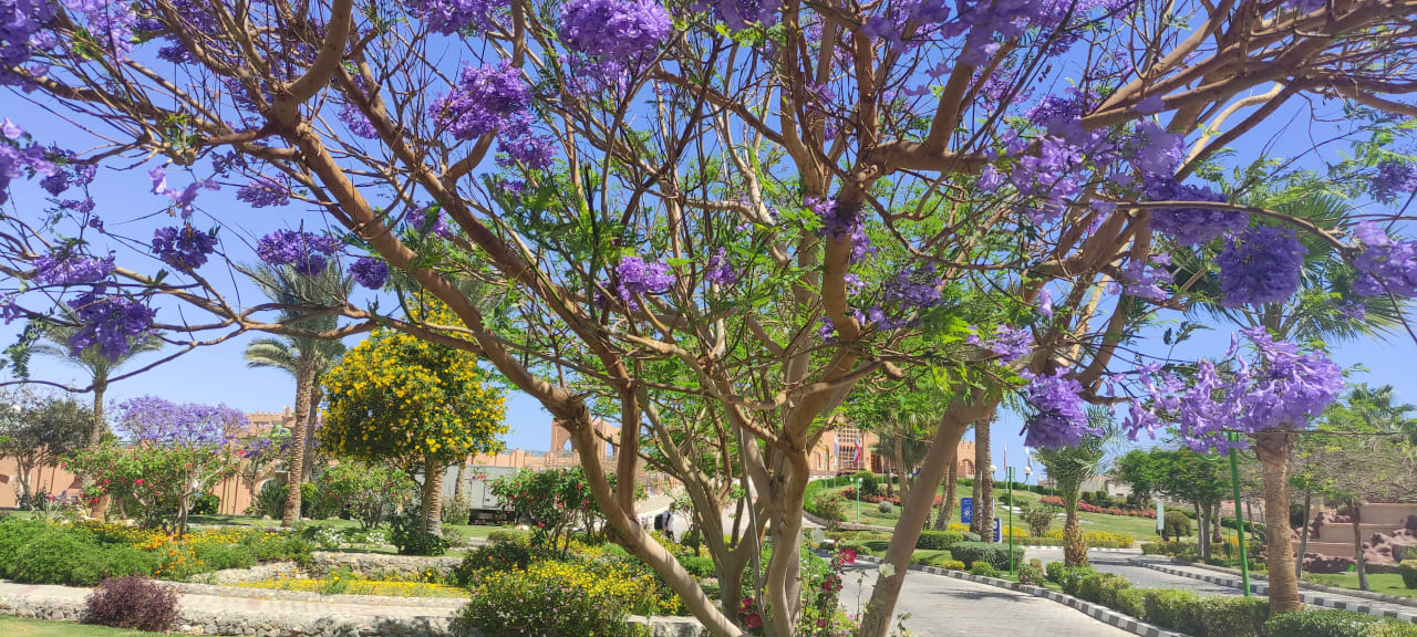 Gartenanlage Akassia Swiss Resort