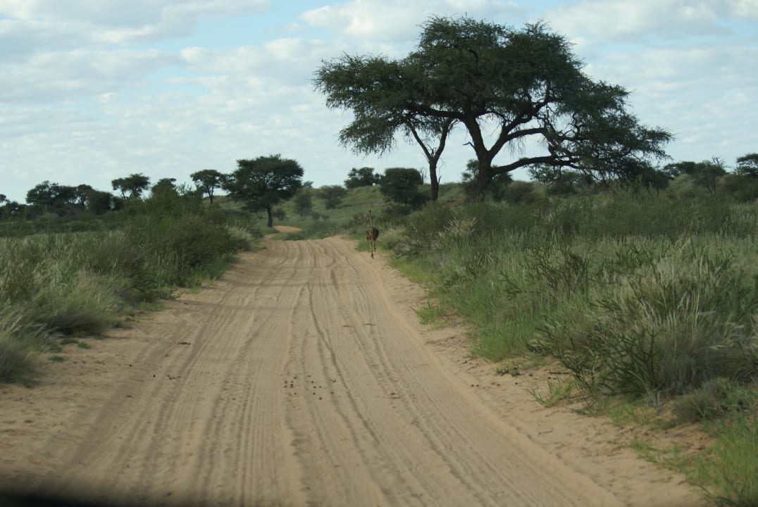 Anfahrt zur Lodge Intu Afrika - Zebra Kalahari Lodge