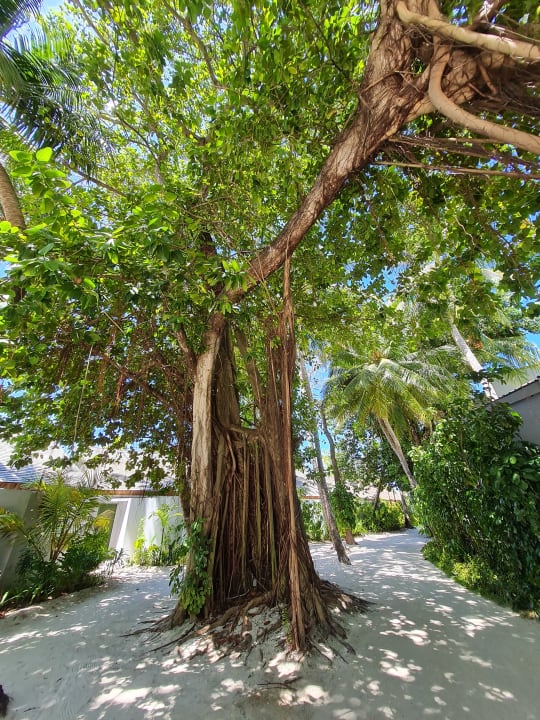 Gartenanlage Outrigger Maldives Maafushivaru Resort