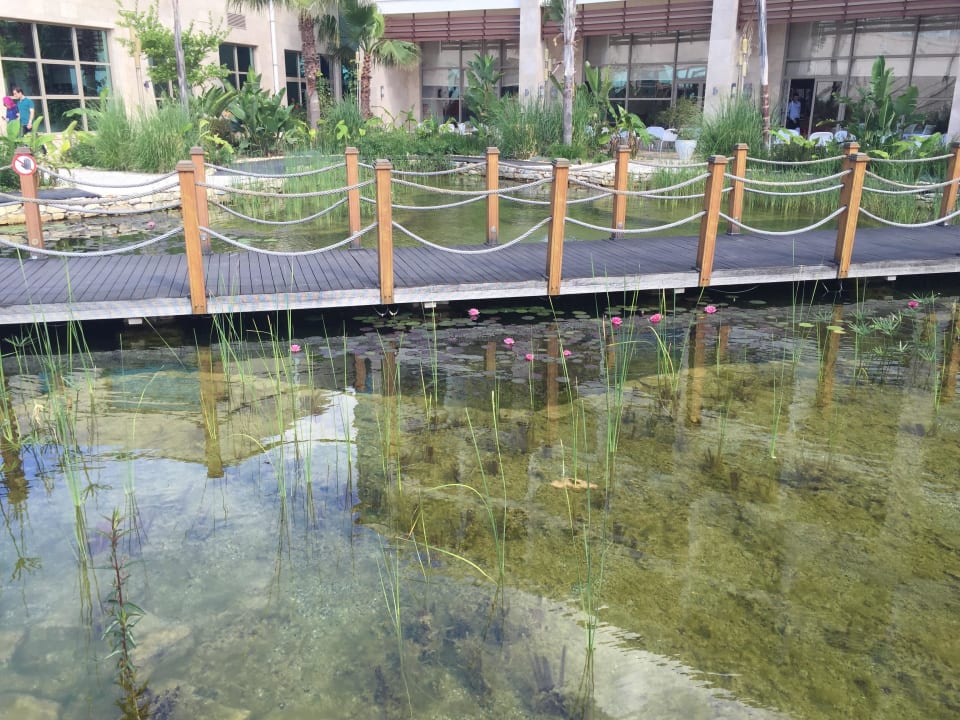 Gartenteich Paloma Pasha