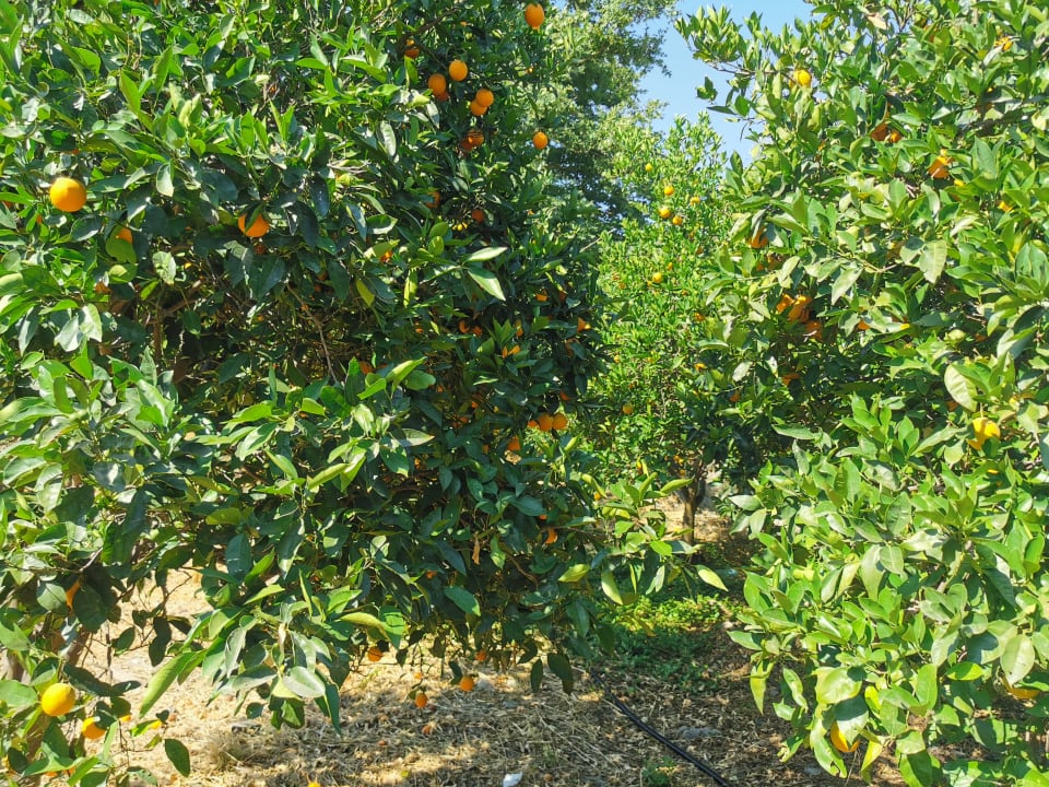 Gartenanlage Harmony Boutique Resort