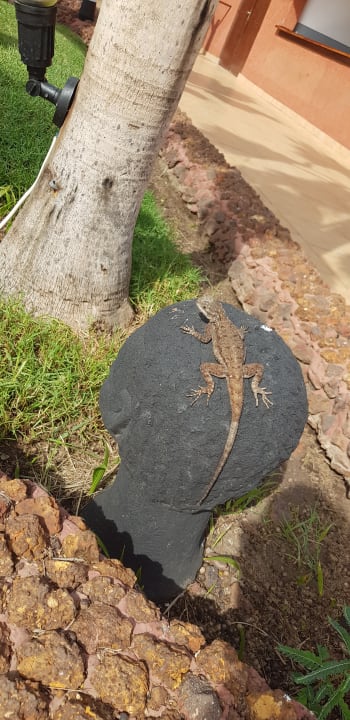 Gartenanlage Royal Horizons Baobab