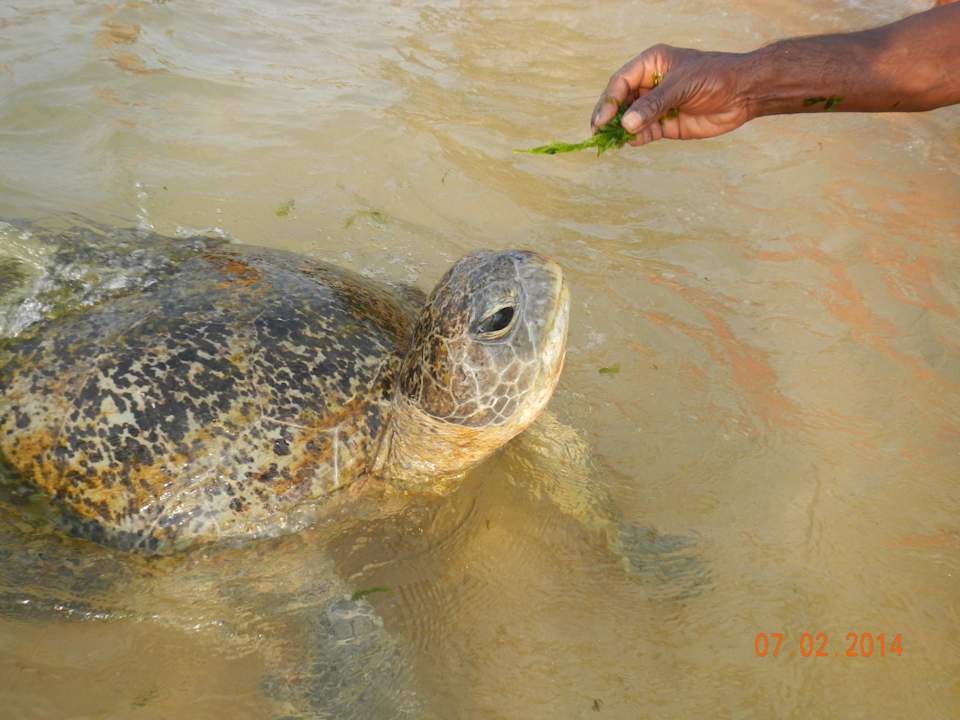 Nochmal eine Meeresschildkröte Sawonma Holiday Bungalow