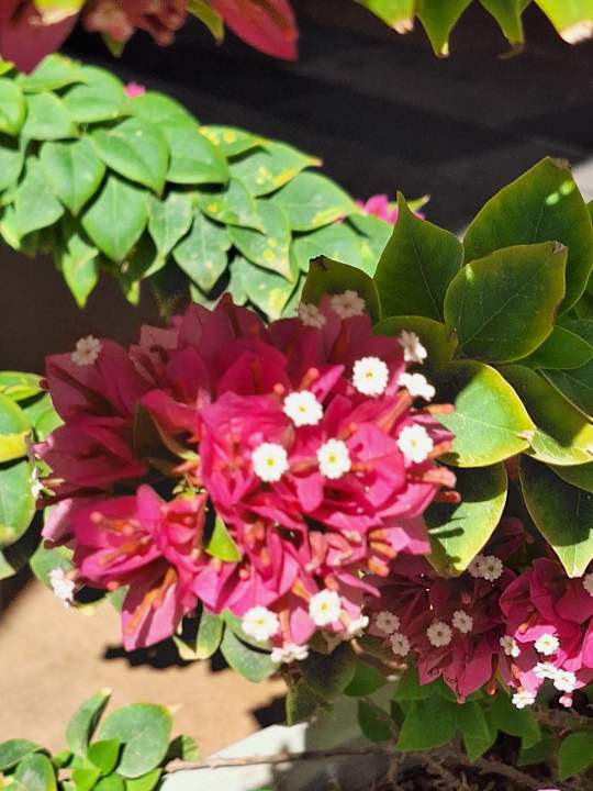 Gartenanlage Relaxia Beverly Park