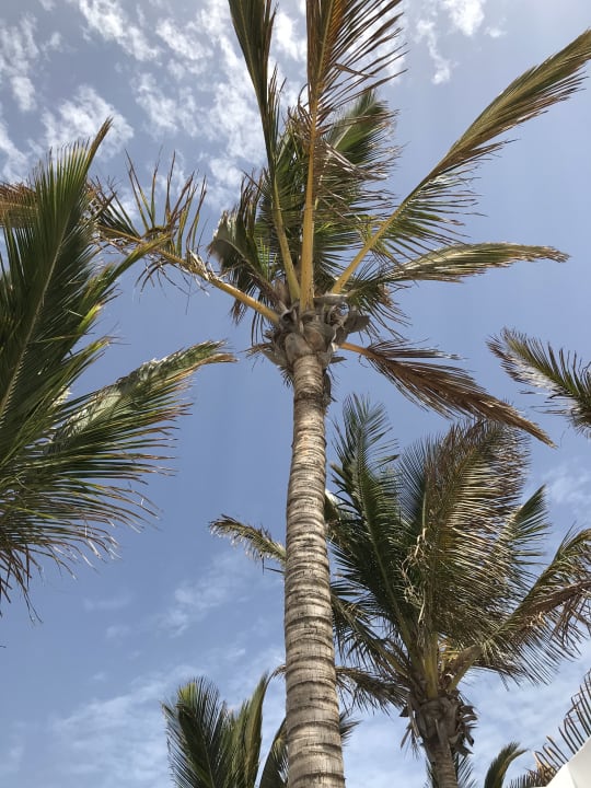 Gartenanlage Hotel Las Costas