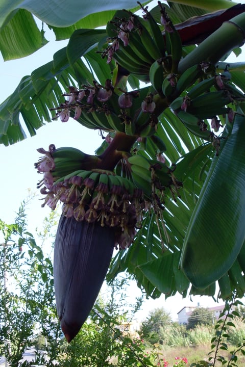 Blühender Bananen Palme Yavuzhan Otel