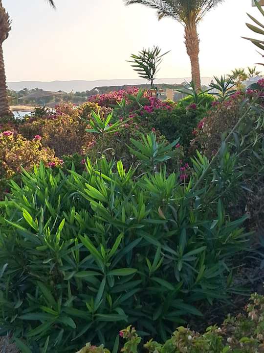 Gartenanlage Mövenpick Resort & Spa El Gouna