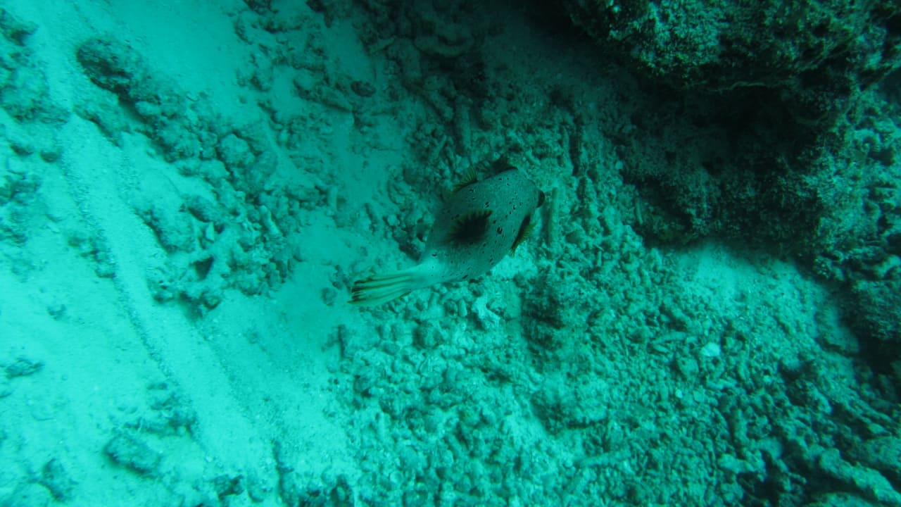 Sport & Freizeit Kudafushi Resort & Spa