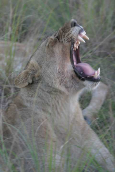 Müde junge Löwin Shamwari Eagles Crag