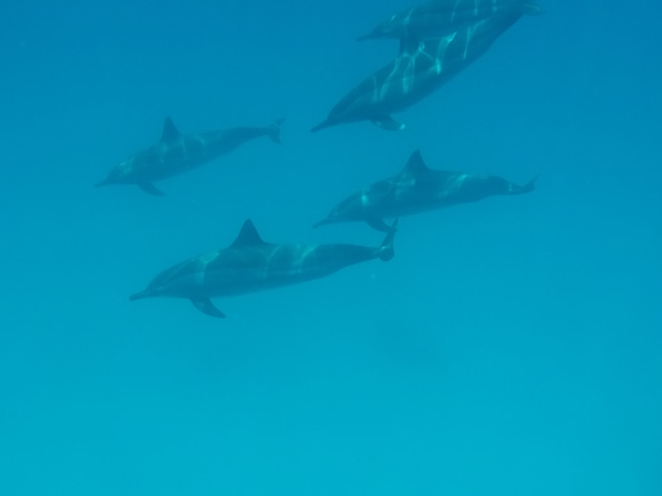 Sport & Freizeit Malikia Resort Abu Dabbab