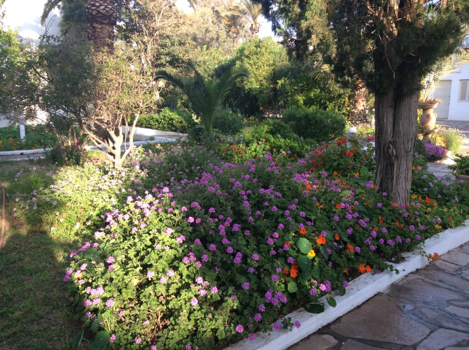 Gartenanlage The Orangers Beach Resort and Bungalows