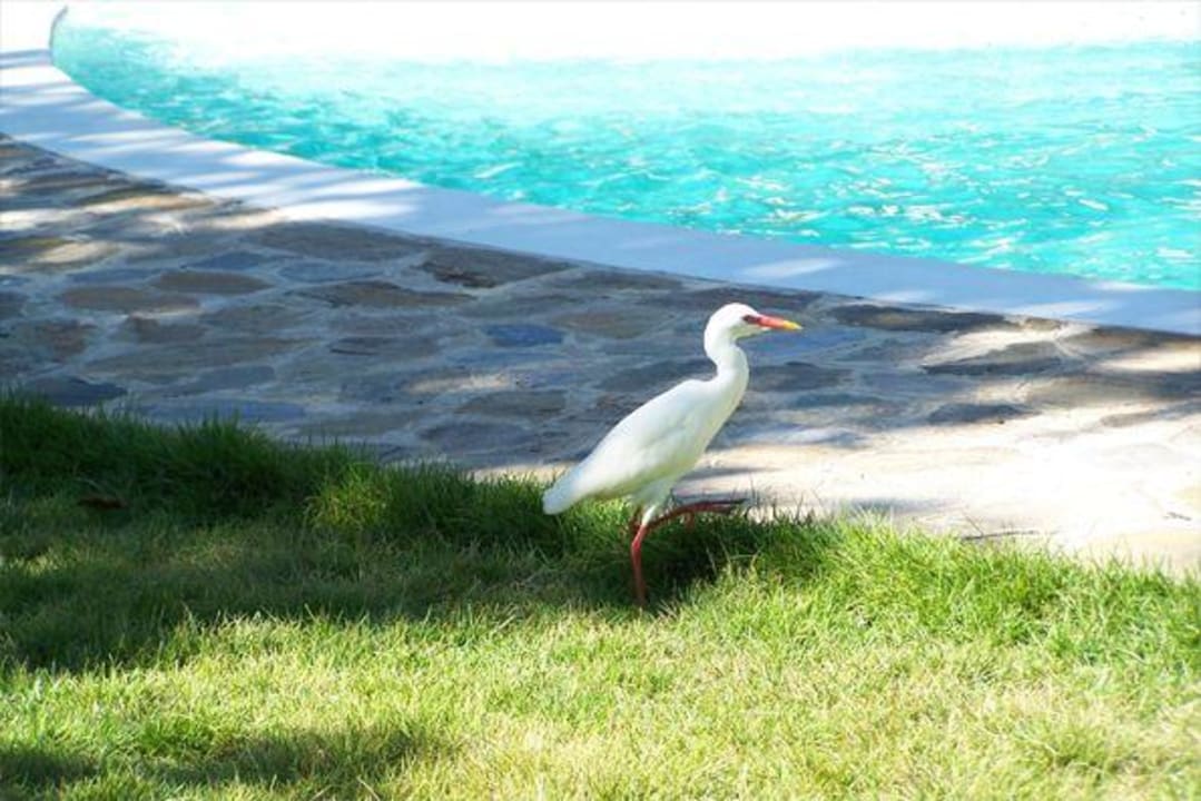 Hotel Aligio Beach Aligio Aparthotel & Spa