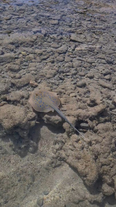 Strand Pickalbatros Villaggio Resort - Portofino