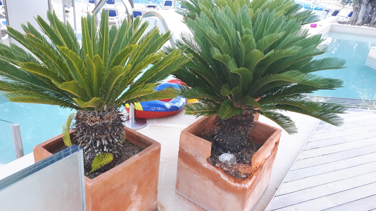 Pool PortBlue Club Pollentia Resort & Spa