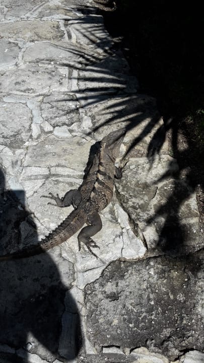 Aufpasser  Akumal Bay Beach & Wellness Resort