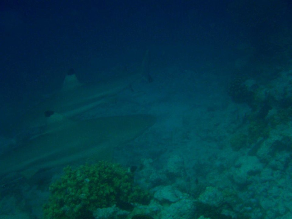 Haie Kuramathi Maldives