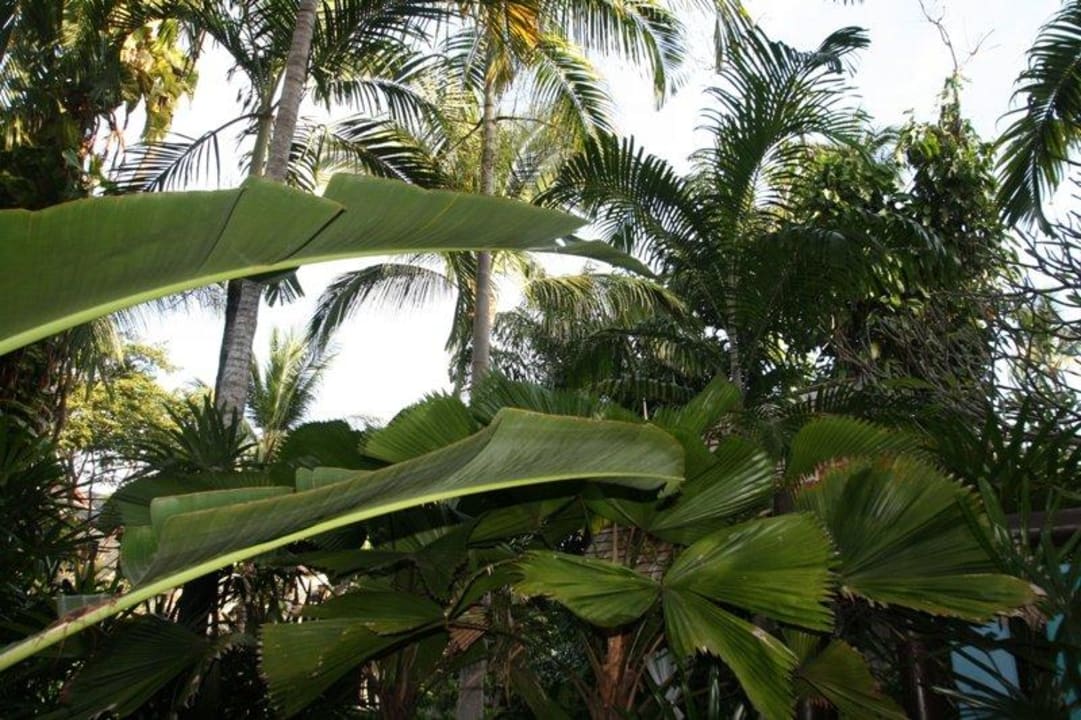 Wildes Grün Anantara Bophut Koh Samui Resort
