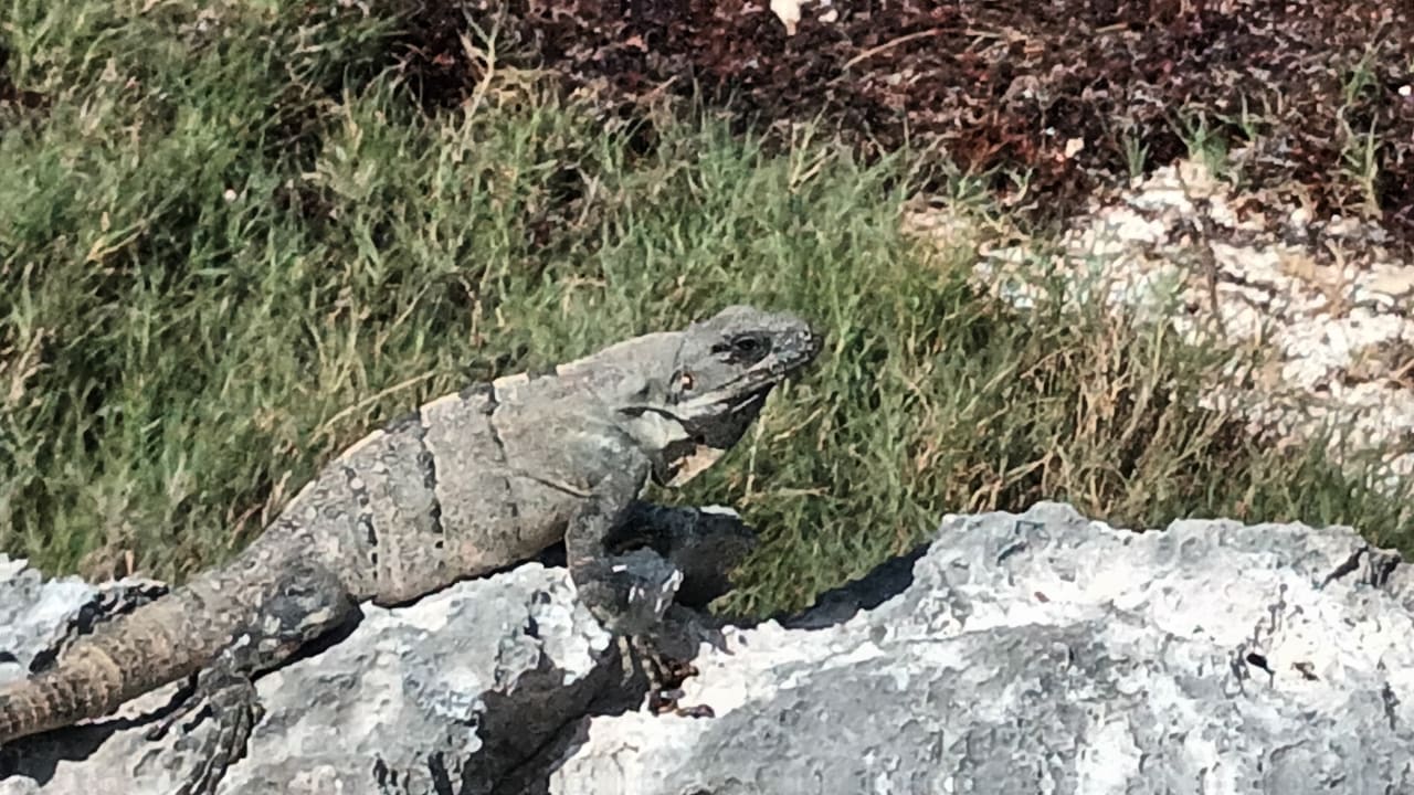 Sonstiges Akumal Bay Beach & Wellness Resort
