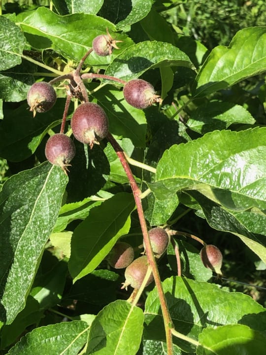 Gartenanlage Hotel Agritur Anselmi