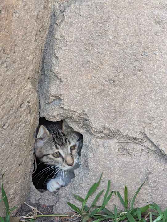 Gartenanlage Palmeras Beach Hotel