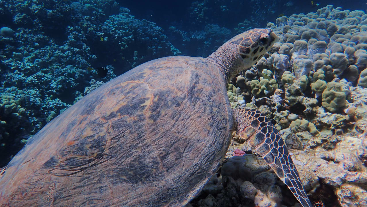 Strand Stella Beach Resort & Spa Makadi Bay