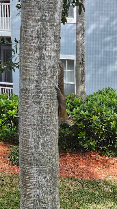 Gartenanlage Hotel Wyndham Cypress Palms