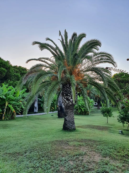 Gartenanlage Sunrise Resort Hotel