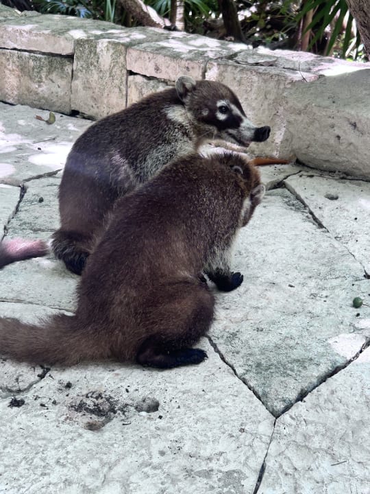 Gartenanlage Catalonia Royal Tulum Beach & Spa Resort - Adults only