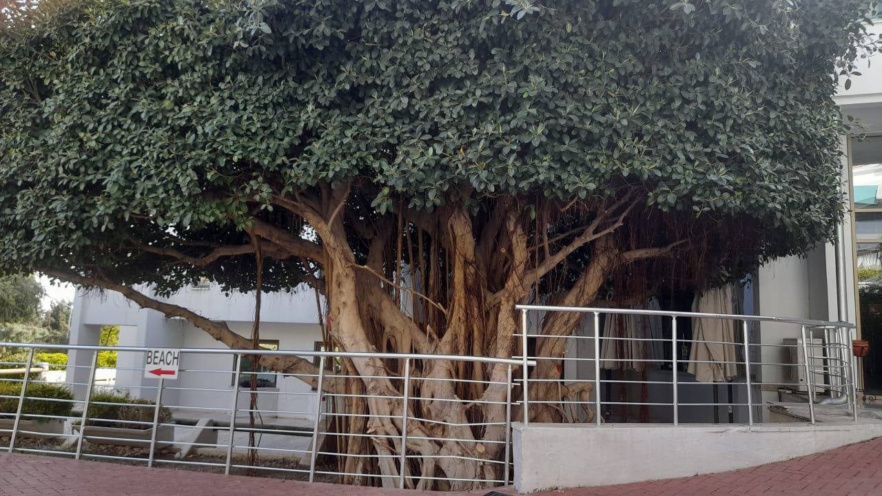 Gartenanlage Side Star Elegance