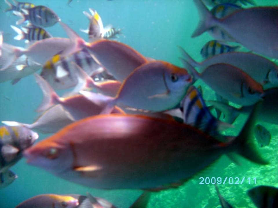 Fischschwarm Adaaran Select Meedhupparu Island Resort - Premium All Inclusive