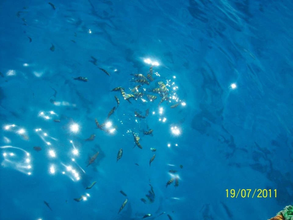 Fische bis vorne an Sentido Caribbean World Soma Bay