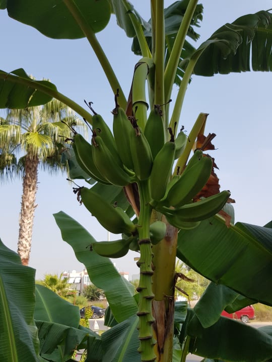 Gartenanlage Can Garden Resort