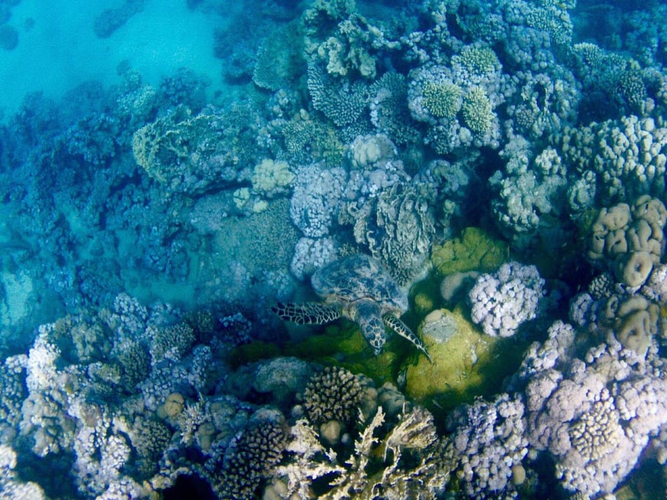 Strand Makadi Spa - Adults only