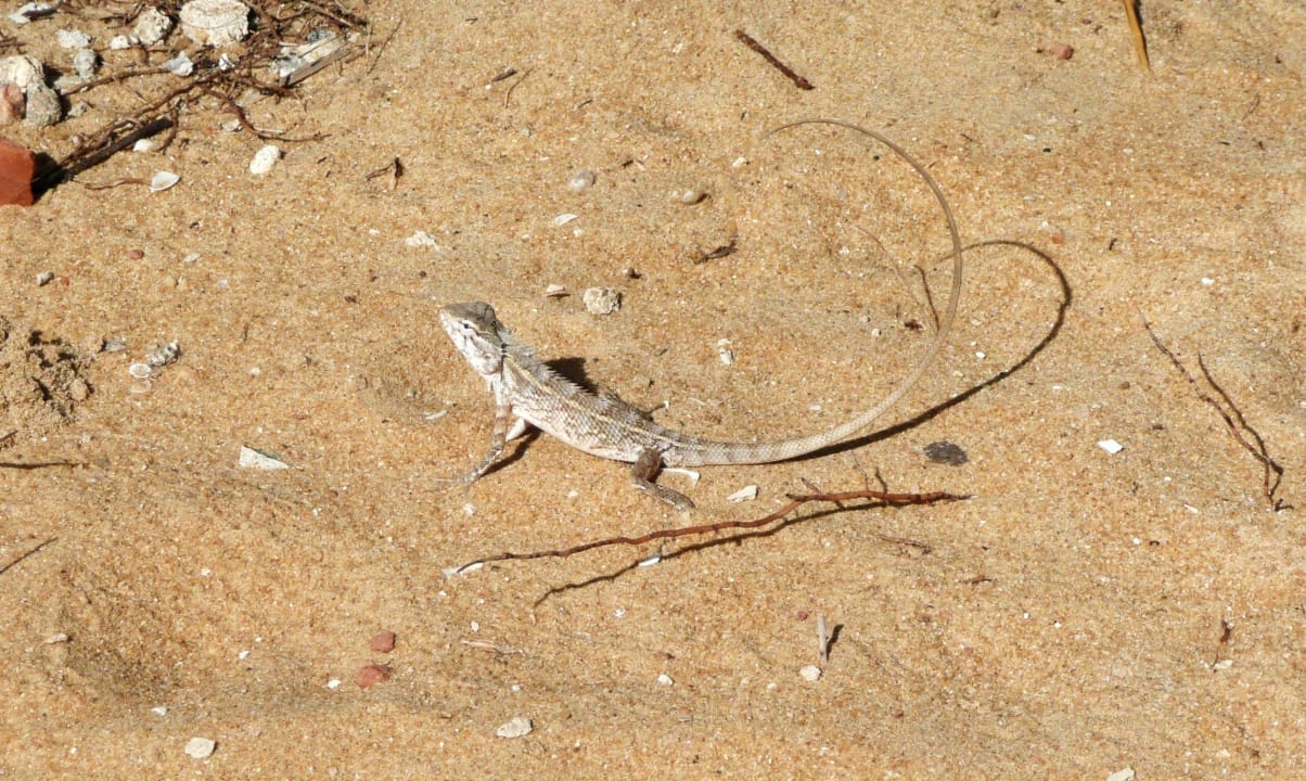 Chamäleon ? Goldi Sands Hotel