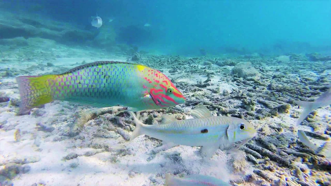 Sport & Freizeit Summer Island Maldives